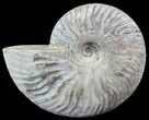 Silver Iridescent Ammonite - Madagascar #51497-1